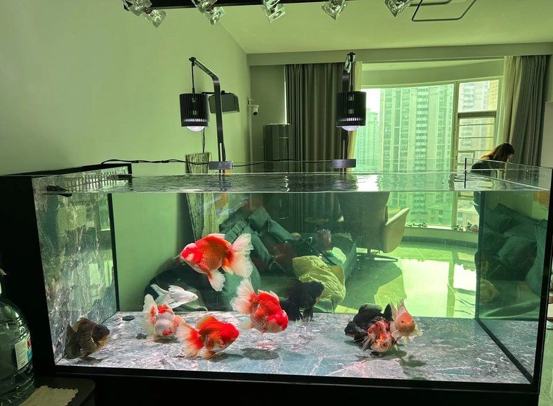 養龍魚十句口訣，養好龍魚必備，十大