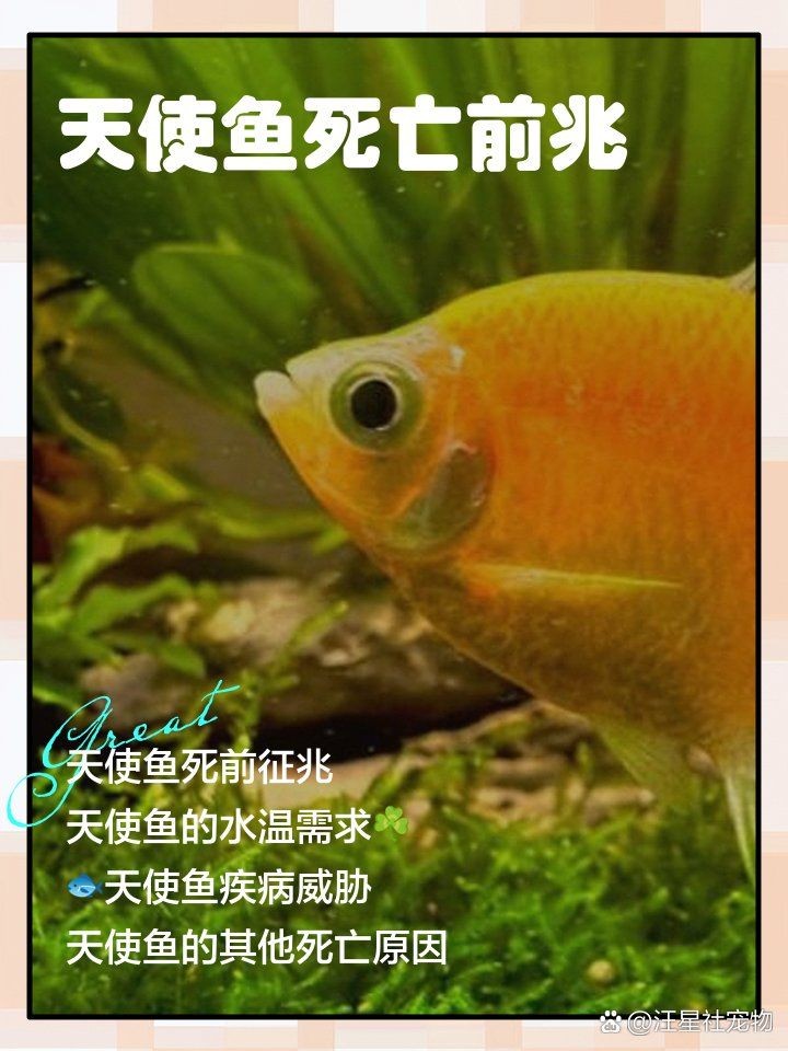 家中養的魚死了有什么預兆，家中愛魚驟逝藏玄機！深度解讀觀賞魚死亡背后的民間