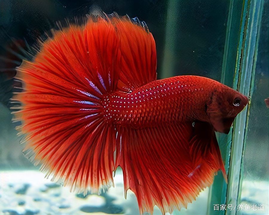 家中養的魚死了有什么預兆，家中愛魚驟逝藏玄機！深度解讀觀賞魚死亡背后的民間