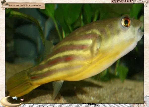 河豚專用斑馬狗頭魚，揭秘，河豚竟以斑馬狗頭魚為專屬御用食材 河豚專用斑馬狗頭魚，揭秘，河豚竟以斑馬狗頭魚為專屬御用食材 龍魚論壇 第2張