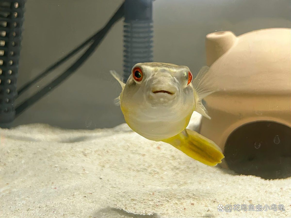 河豚專用斑馬狗頭魚，揭秘，河豚竟以斑馬狗頭魚為專屬御用食材 河豚專用斑馬狗頭魚，揭秘，河豚竟以斑馬狗頭魚為專屬御用食材 龍魚論壇 第11張