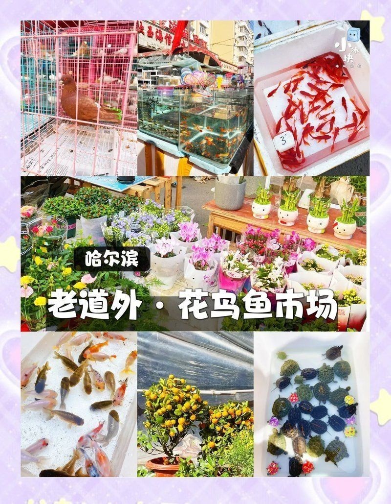 哈爾濱魚缸批發(fā)市場，哈爾濱專業(yè)魚缸批發(fā)市場一站式采購 哈爾濱魚缸批發(fā)市場，哈爾濱專業(yè)魚缸批發(fā)市場一站式采購 全國水族館企業(yè)名錄 第1張