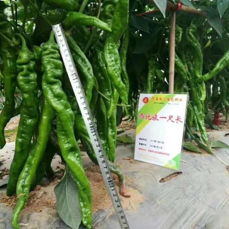 河南辣椒種子哪個(gè)牌子好，河南