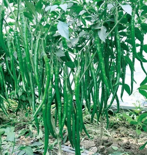 河南辣椒種子哪個(gè)牌子好，河南