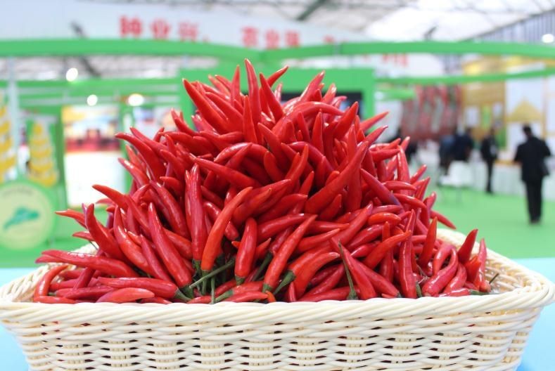 河南辣椒種子哪個(gè)牌子好，河南