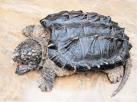 國家為什么禁止養(yǎng)鱷龜，國家明令禁止飼養(yǎng)鱷龜，生態(tài)風(fēng)險與法律紅線背后的