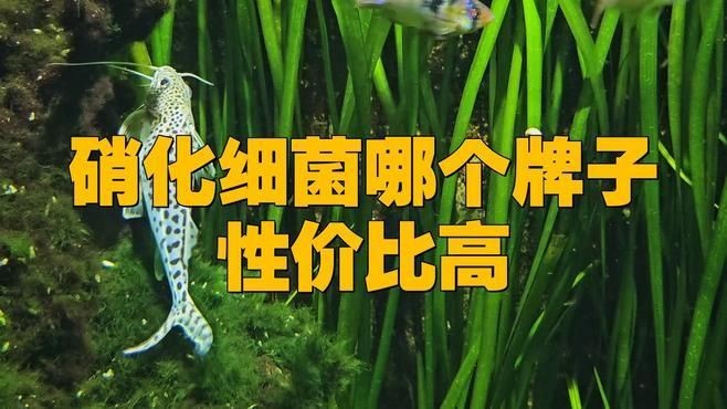 國產硝化菌哪個牌子好，國產硝化菌十大優質品牌排行榜及選購