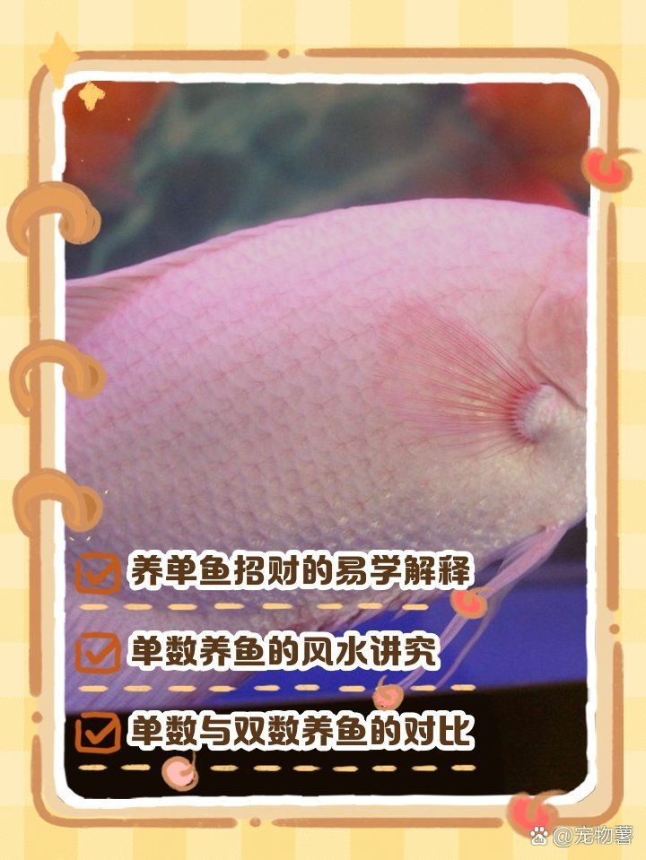 紅眼白子招財(cái)龍養(yǎng)幾條，紅眼白子招財(cái)龍魚，家庭飼養(yǎng)的最佳數(shù)量與布局