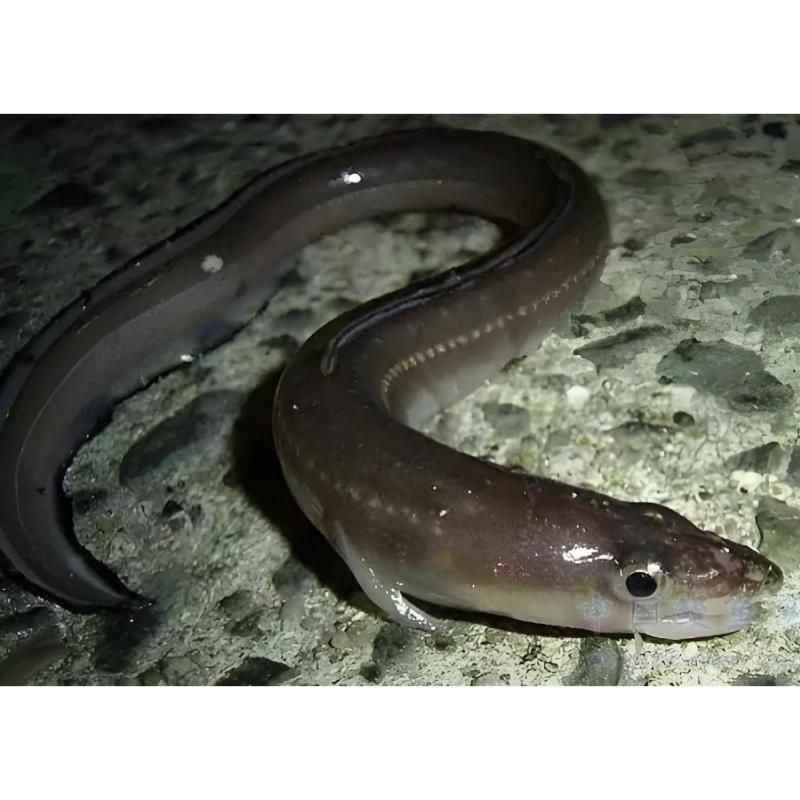 河鰻可以當觀賞魚養嗎,河鰻作為觀賞魚飼養的可行性 龍魚論壇 第1張 河鰻可以當觀賞魚養嗎,河鰻作為觀賞魚飼養的可行性 河鰻可以當觀賞魚養嗎,河鰻作為觀賞魚飼養的可行性 龍魚論壇 第1張
