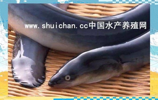 河鰻可以當觀賞魚養嗎,河鰻作為觀賞魚飼養的可行性 龍魚論壇 第10張 河鰻可以當觀賞魚養嗎,河鰻作為觀賞魚飼養的可行性 河鰻可以當觀賞魚養嗎,河鰻作為觀賞魚飼養的可行性 龍魚論壇 第10張