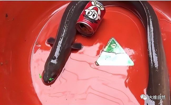 河鰻可以當觀賞魚養嗎,河鰻作為觀賞魚飼養的可行性 龍魚論壇 第5張 河鰻可以當觀賞魚養嗎,河鰻作為觀賞魚飼養的可行性 河鰻可以當觀賞魚養嗎,河鰻作為觀賞魚飼養的可行性 龍魚論壇 第5張