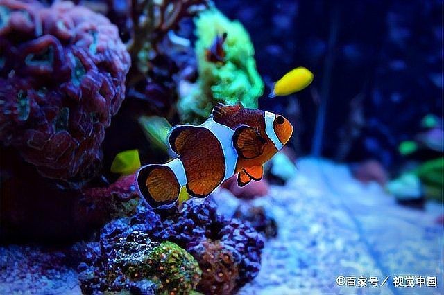 建議窮人養(yǎng)的10種海水魚，??低預(yù)算也能玩轉(zhuǎn)海洋缸！窮人必看的10種高性價比海水觀賞魚