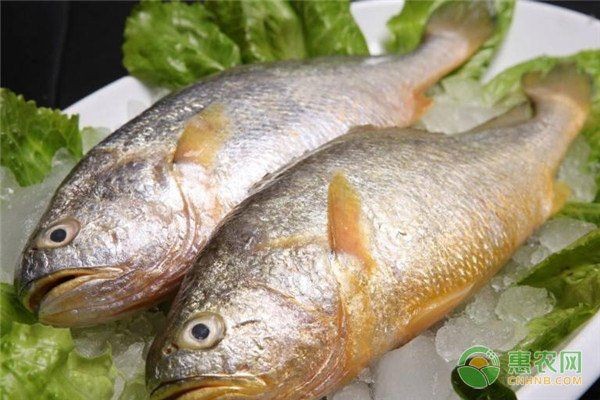 建議窮人養(yǎng)的10種海水魚，??低預(yù)算也能玩轉(zhuǎn)海洋缸！窮人必看的10種高性價比海水觀賞魚