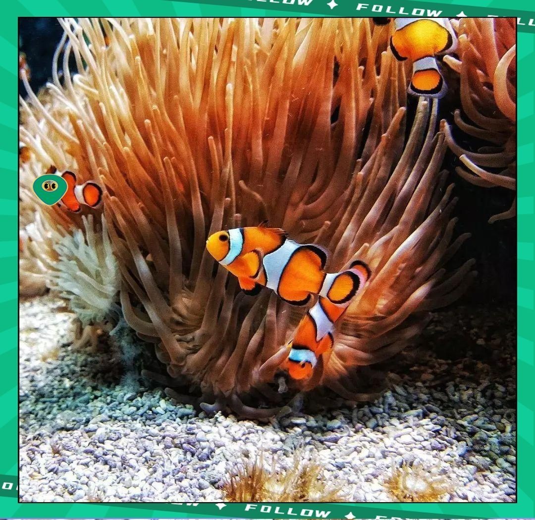 建議窮人養(yǎng)的10種海水魚，??低預(yù)算也能玩轉(zhuǎn)海洋缸！窮人必看的10種高性價比海水觀賞魚