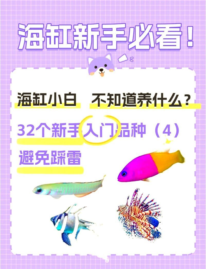 建議窮人養(yǎng)的10種海水魚，??低預(yù)算也能玩轉(zhuǎn)海洋缸！窮人必看的10種高性價比海水觀賞魚