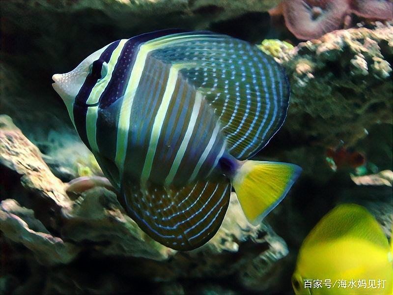 建議窮人養(yǎng)的10種海水魚，??低預(yù)算也能玩轉(zhuǎn)海洋缸！窮人必看的10種高性價比海水觀賞魚