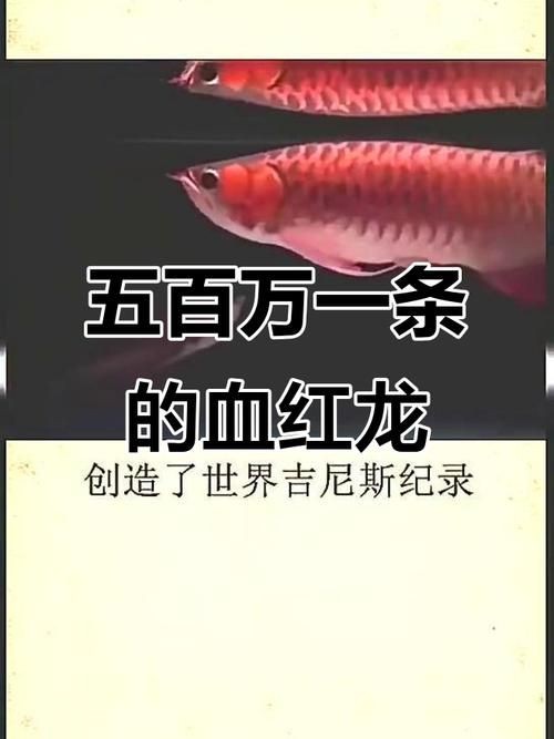 500萬紅龍魚圖片，天價500萬紅龍魚震撼視覺高清圖鑒