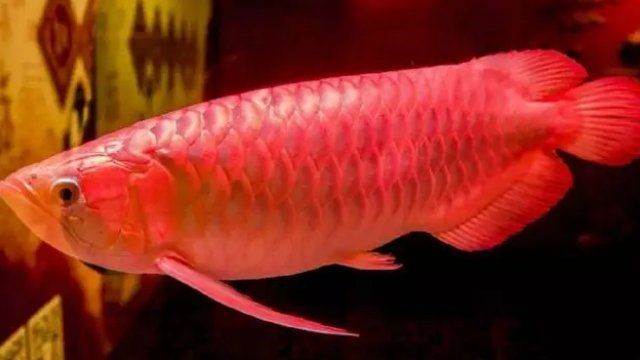 500萬紅龍魚圖片，天價500萬紅龍魚震撼視覺高清圖鑒