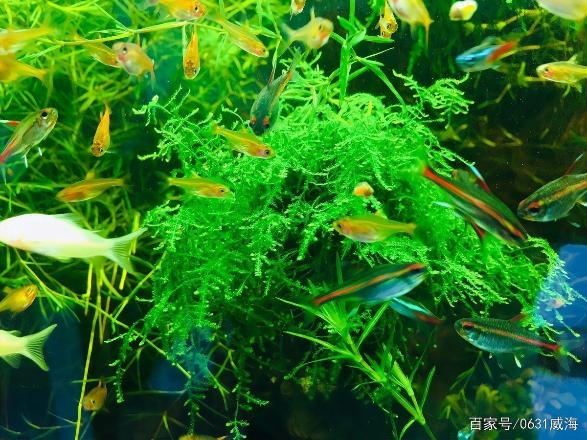 威海魚缸維護(hù)，威海專業(yè)魚缸維護(hù)保養(yǎng)上門服務(wù)