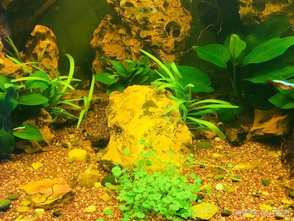 威海魚缸維護(hù)，威海專業(yè)魚缸維護(hù)保養(yǎng)上門服務(wù)