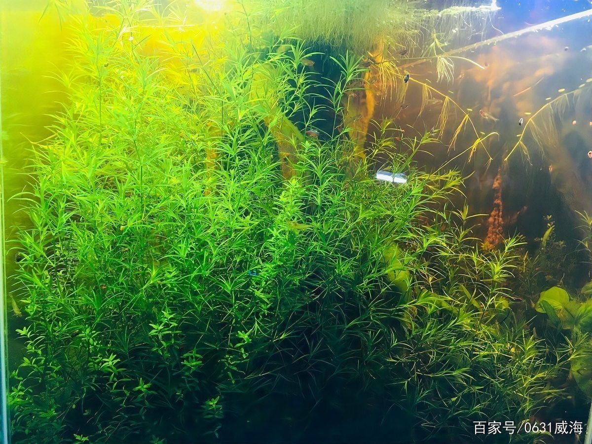 威海魚缸維護(hù)，威海專業(yè)魚缸維護(hù)保養(yǎng)上門服務(wù)
