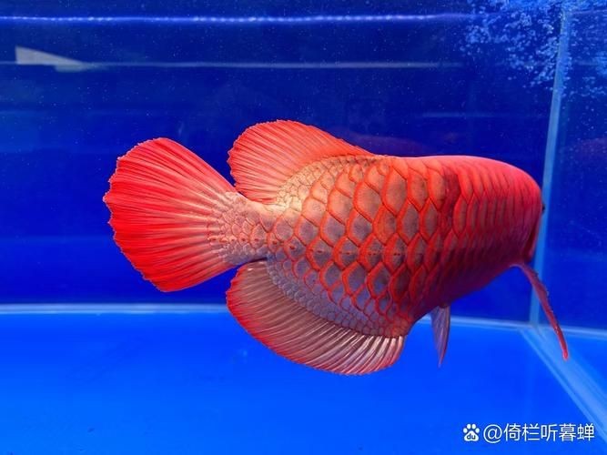 紅龍魚照片，驚艷視界紅龍魚絕美身姿高清寫真集錦
