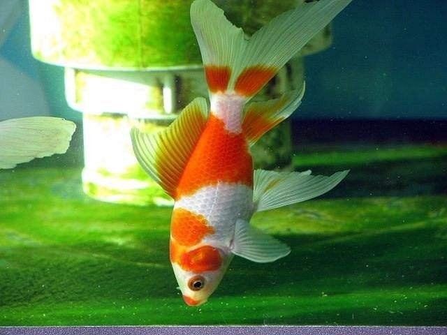 家里魚頻繁死什么兆頭，家居養魚總遇劫？解析家宅魚群頻死的玄學警示與現實誘因