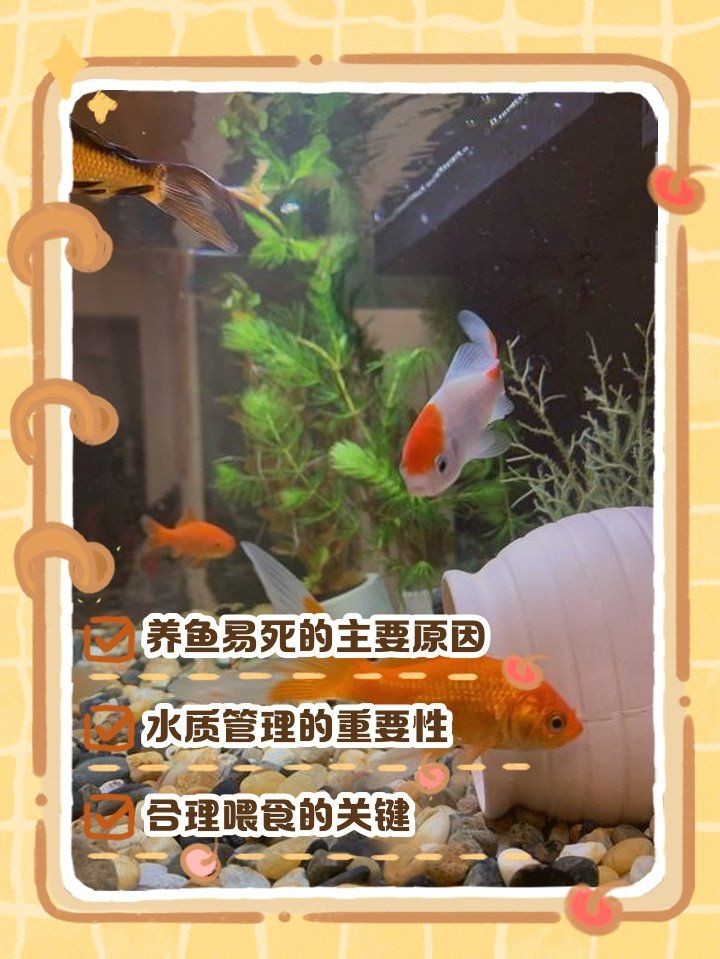 家里魚頻繁死什么兆頭，家居養魚總遇劫？解析家宅魚群頻死的玄學警示與現實誘因