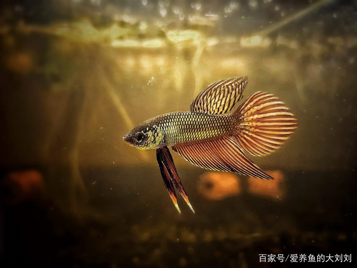 家里魚頻繁死什么兆頭，家居養魚總遇劫？解析家宅魚群頻死的玄學警示與現實誘因