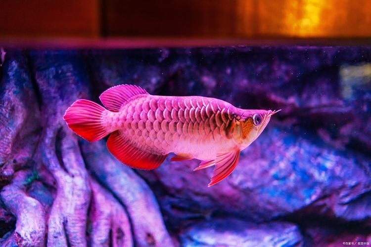 號半龍魚長大圖片，震撼視覺！號半龍魚成長蛻變全紀錄——高清實拍長大對比圖鑒