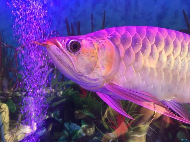 號半龍魚長大圖片，震撼視覺！號半龍魚成長蛻變全紀錄——高清實拍長大對比圖鑒