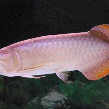 號半龍魚長大圖片，震撼視覺！號半龍魚成長蛻變全紀錄——高清實拍長大對比圖鑒