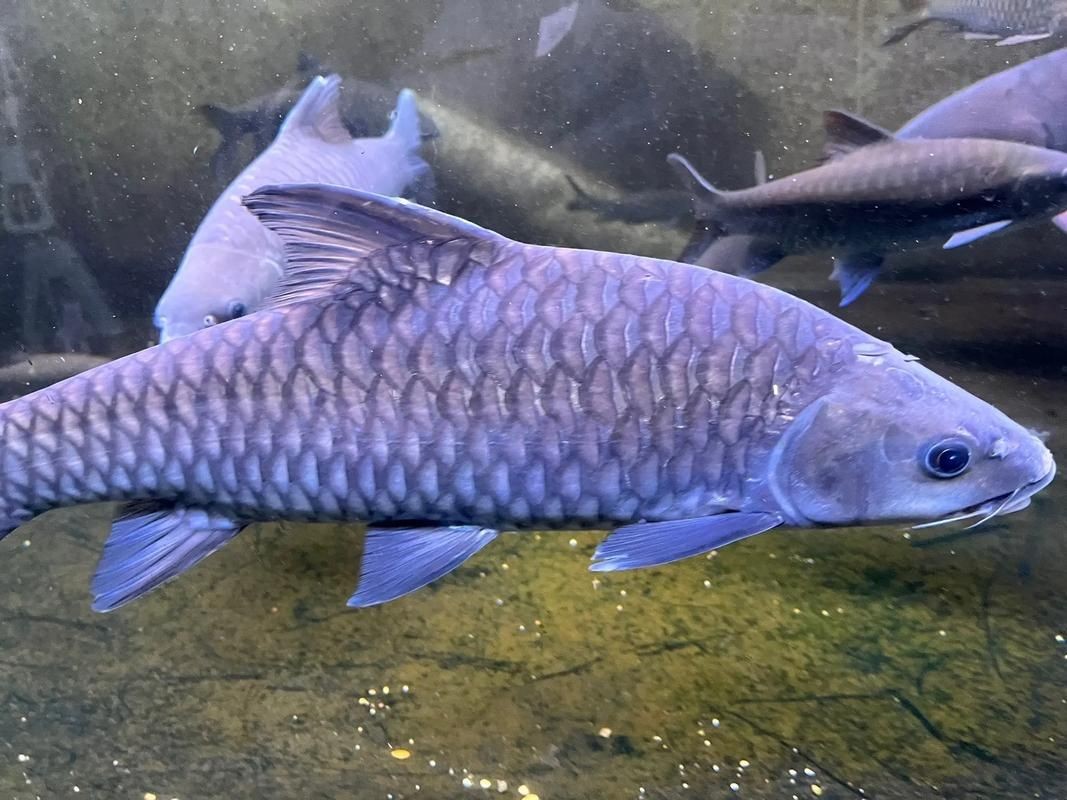 各種魚的魚鱗圖片，高清精美！