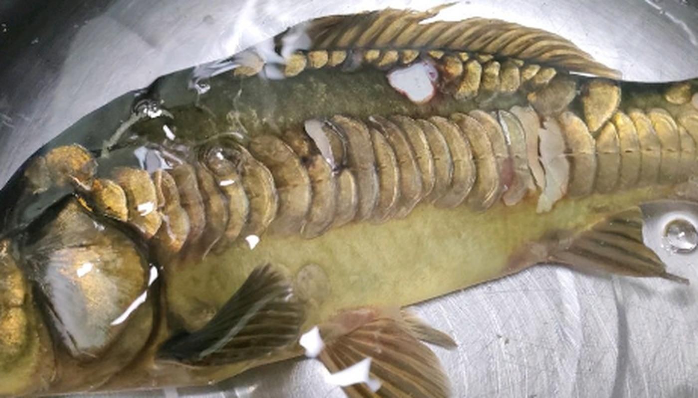 各種魚的魚鱗圖片，高清精美！