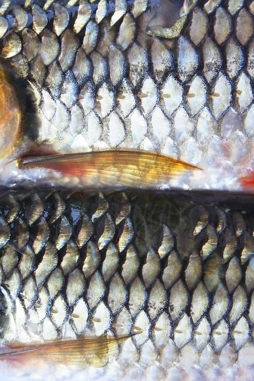 各種魚的魚鱗圖片，高清精美！