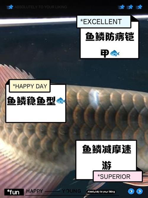 各種魚的魚鱗圖片，高清精美！