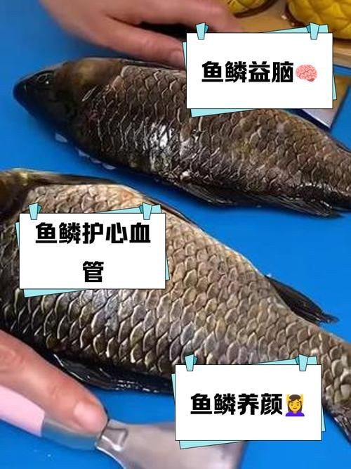 各種魚的魚鱗圖片，高清精美！