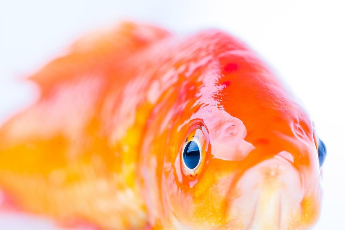 各種魚的魚鱗圖片，高清精美！