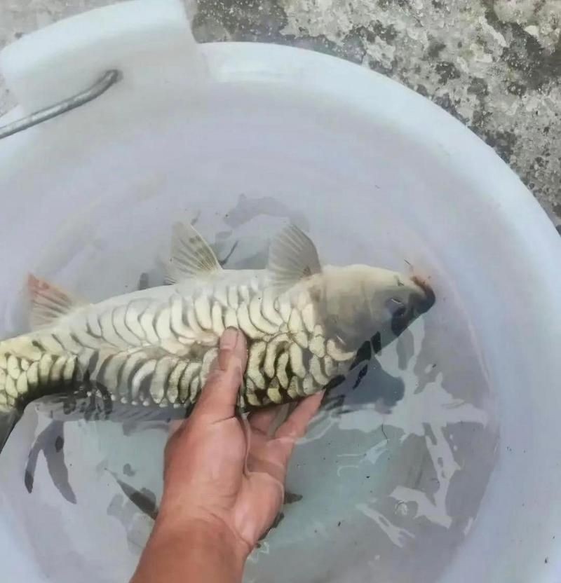 各種魚的魚鱗圖片，高清精美！