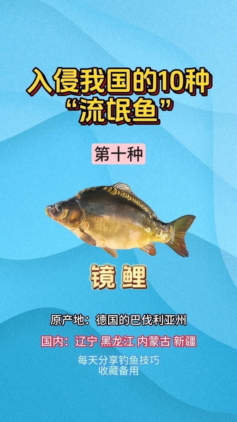 各種魚的魚鱗圖片，高清精美！