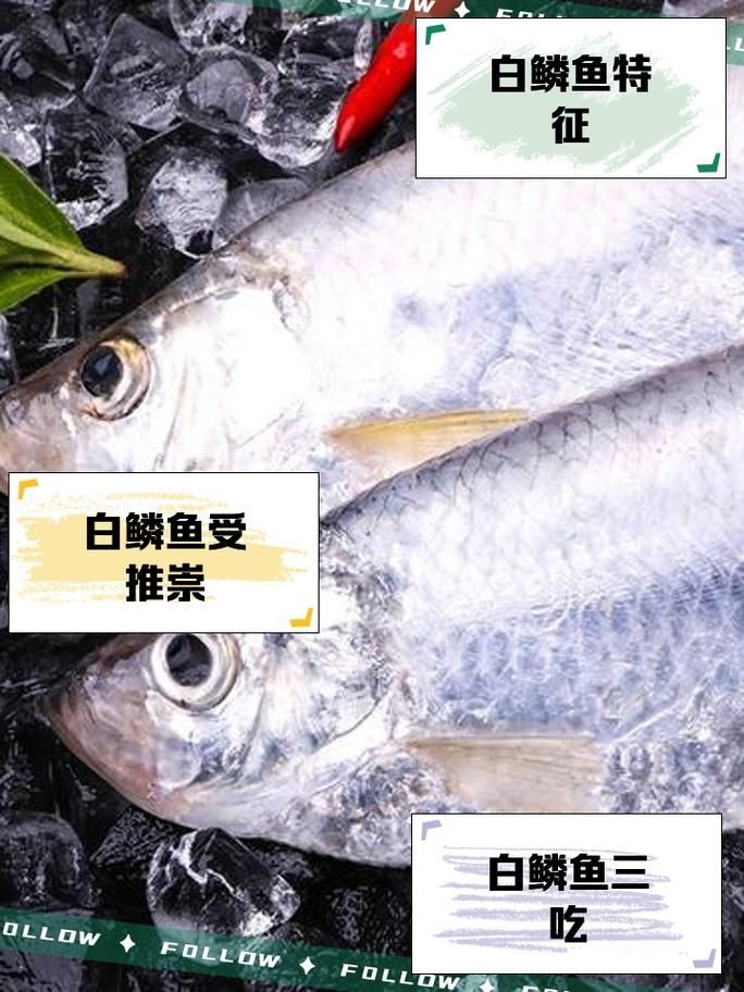 各種魚的魚鱗圖片，高清精美！