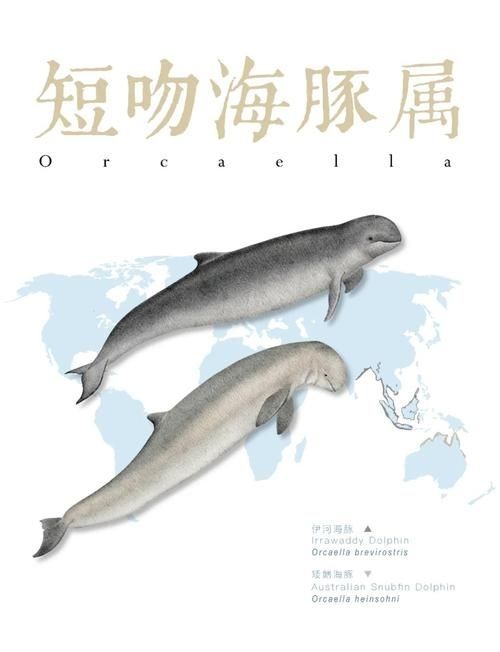 海豚與鯨魚外形區別圖片，高清對比圖鑒海豚與鯨魚，從流線型體型到背 海豚與鯨魚外形區別圖片，高清對比圖鑒海豚與鯨魚，從流線型體型到背 龍魚論壇 第2張