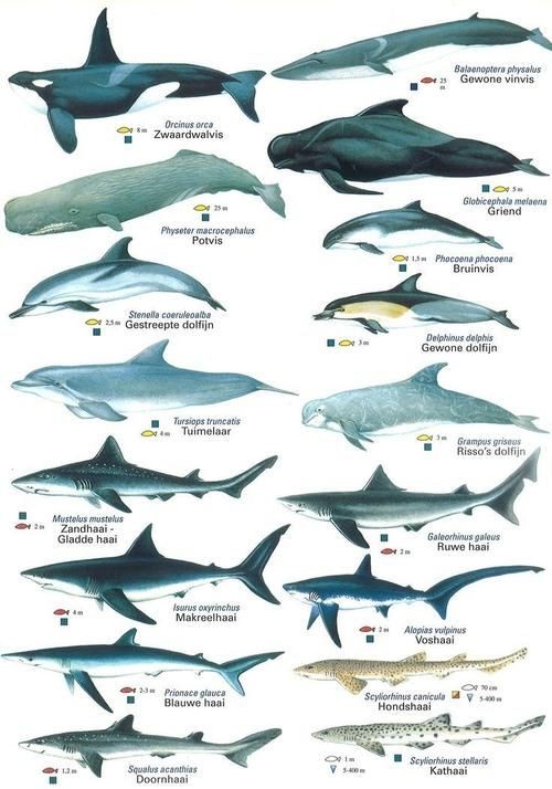海豚與鯨魚外形區別圖片，高清對比圖鑒海豚與鯨魚，從流線型體型到背 海豚與鯨魚外形區別圖片，高清對比圖鑒海豚與鯨魚，從流線型體型到背 龍魚論壇 第6張