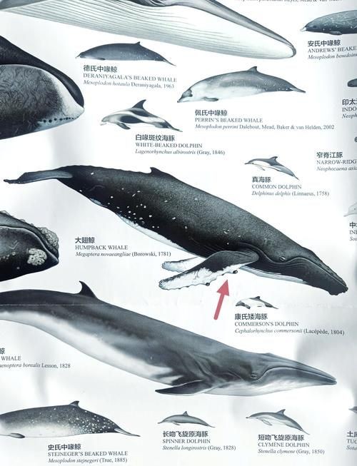 海豚與鯨魚外形區別圖片，高清對比圖鑒海豚與鯨魚，從流線型體型到背 海豚與鯨魚外形區別圖片，高清對比圖鑒海豚與鯨魚，從流線型體型到背 龍魚論壇 第17張