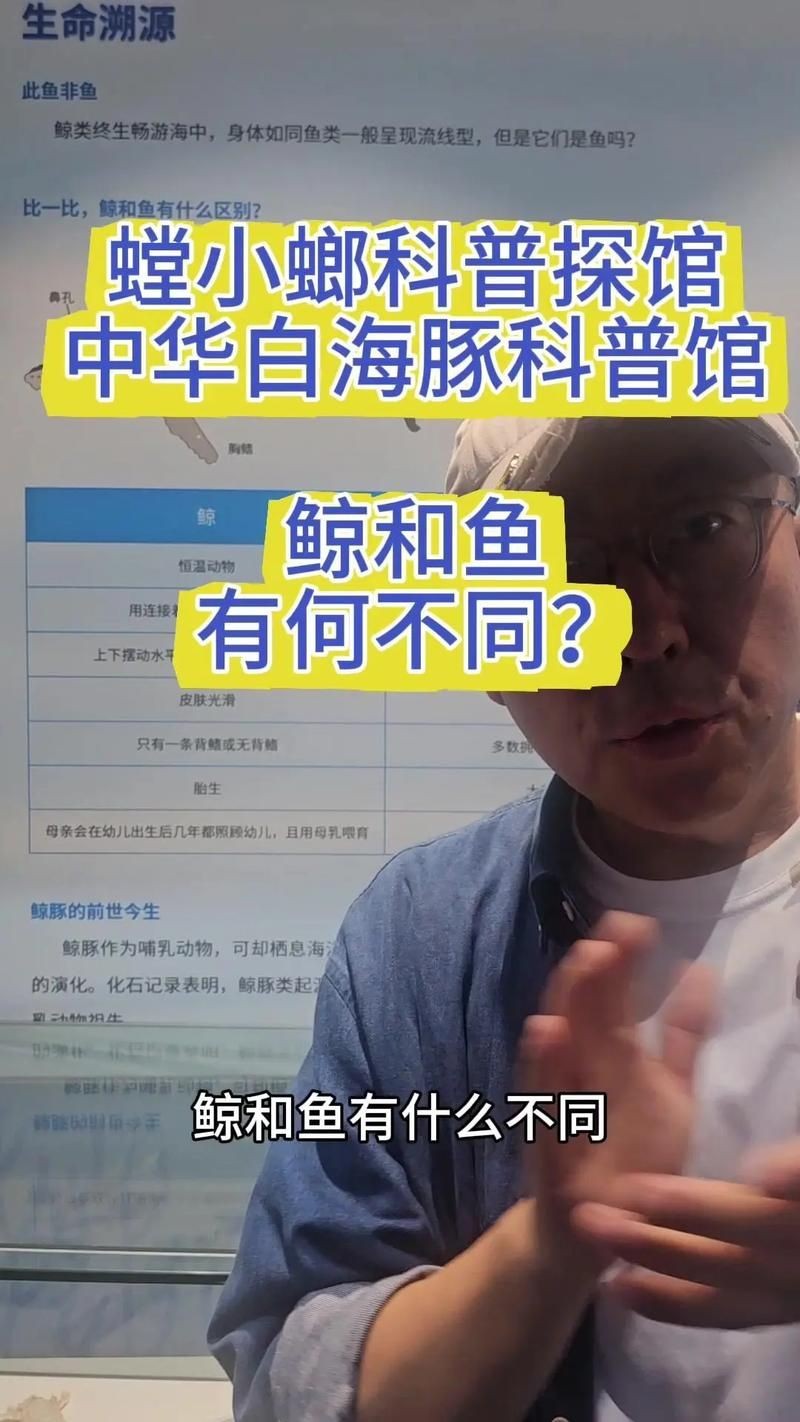 海豚與鯨魚外形區別圖片，高清對比圖鑒海豚與鯨魚，從流線型體型到背 海豚與鯨魚外形區別圖片，高清對比圖鑒海豚與鯨魚，從流線型體型到背 龍魚論壇 第24張