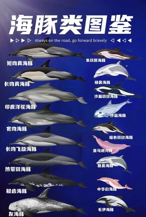 海豚與鯨魚外形區別圖片，高清對比圖鑒海豚與鯨魚，從流線型體型到背 海豚與鯨魚外形區別圖片，高清對比圖鑒海豚與鯨魚，從流線型體型到背 龍魚論壇 第7張