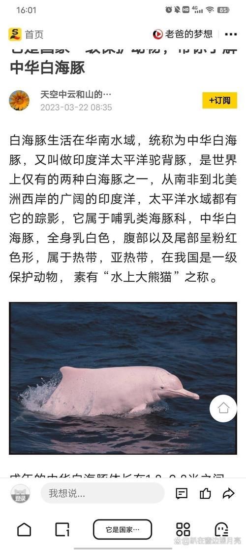海豚與鯨魚外形區別圖片，高清對比圖鑒海豚與鯨魚，從流線型體型到背 海豚與鯨魚外形區別圖片，高清對比圖鑒海豚與鯨魚，從流線型體型到背 龍魚論壇 第23張