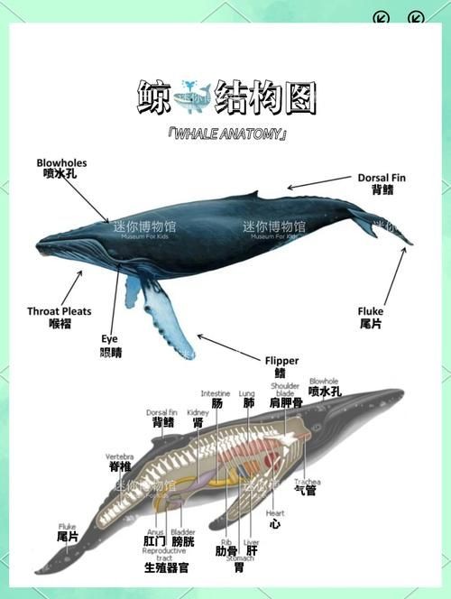 海豚與鯨魚外形區別圖片，高清對比圖鑒海豚與鯨魚，從流線型體型到背 海豚與鯨魚外形區別圖片，高清對比圖鑒海豚與鯨魚，從流線型體型到背 龍魚論壇 第10張