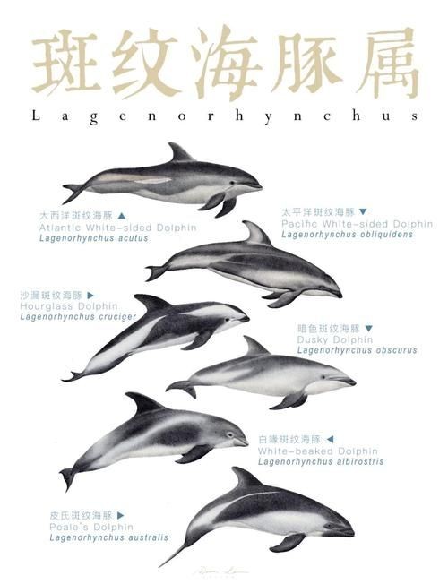 海豚與鯨魚外形區別圖片，高清對比圖鑒海豚與鯨魚，從流線型體型到背 海豚與鯨魚外形區別圖片，高清對比圖鑒海豚與鯨魚，從流線型體型到背 龍魚論壇 第18張