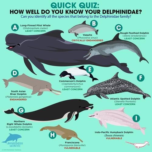 海豚與鯨魚外形區別圖片，高清對比圖鑒海豚與鯨魚，從流線型體型到背 海豚與鯨魚外形區別圖片，高清對比圖鑒海豚與鯨魚，從流線型體型到背 龍魚論壇 第16張